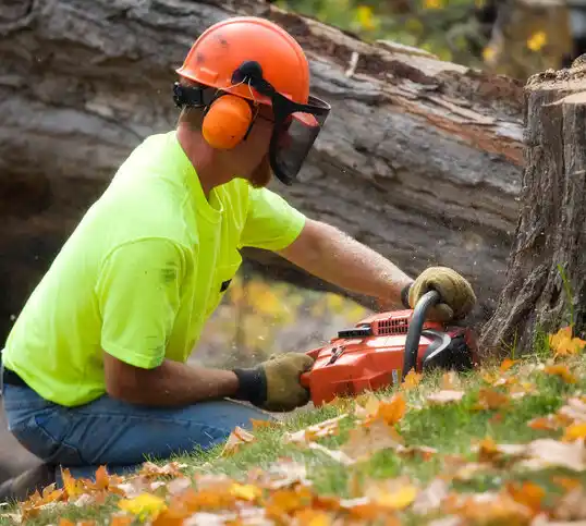 tree services Harvard